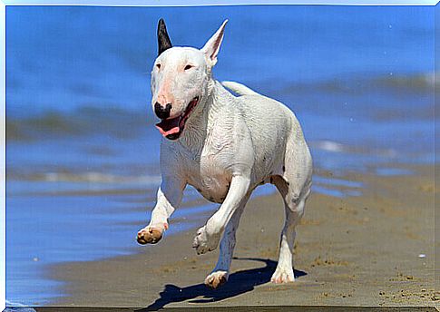 Bull Terrier: Do you really know all about this breed?