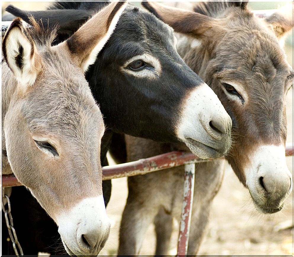 Burrolandia: a refuge for abused donkeys