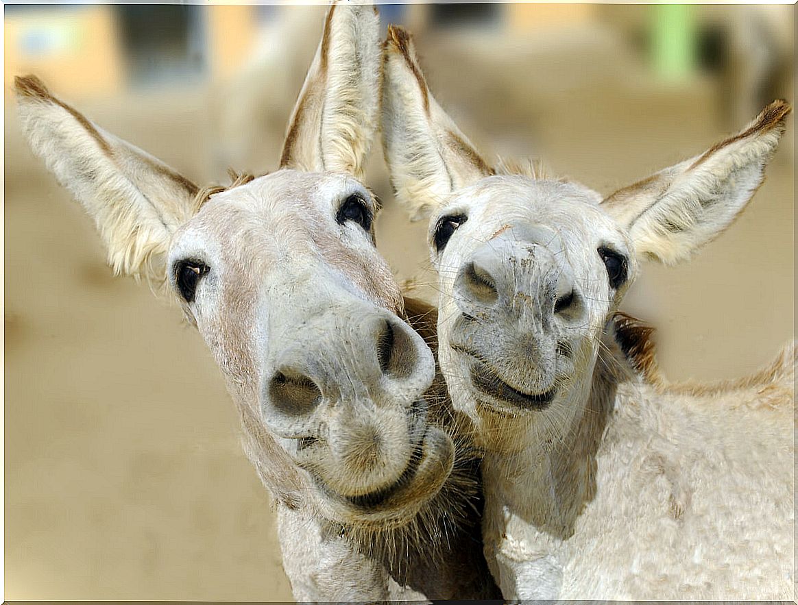 A couple of happy donkeys.