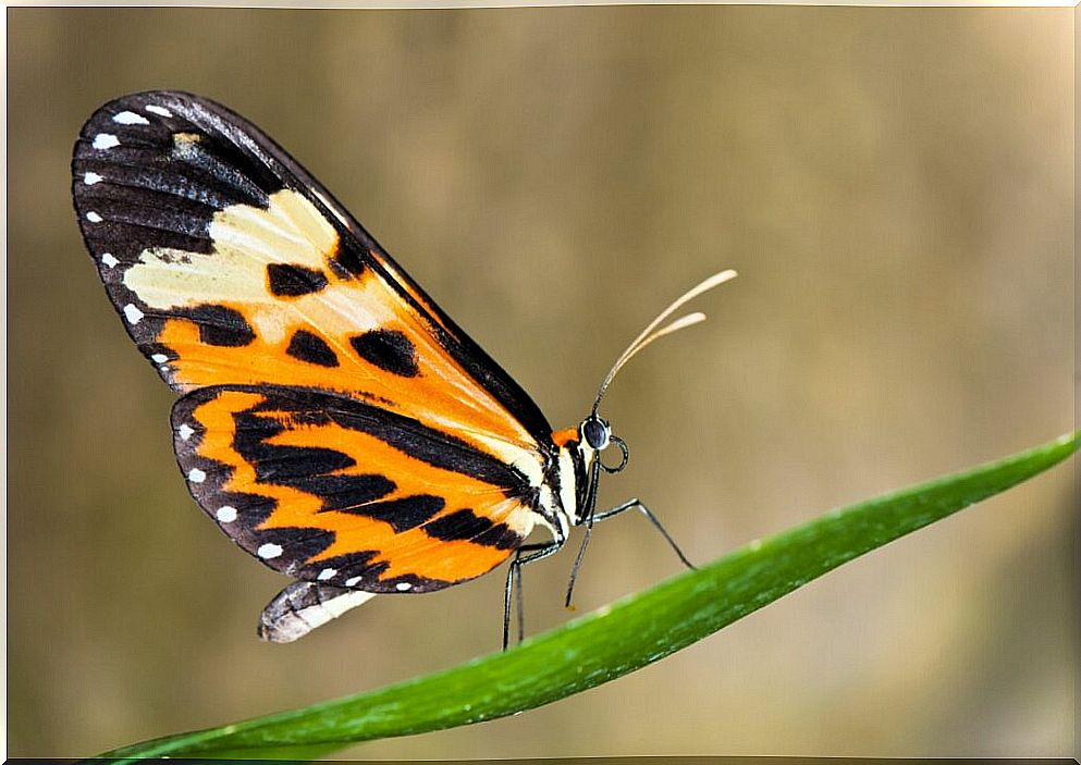 Can butterflies change the color of their wings?