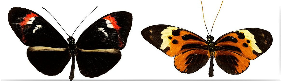 A couple of butterflies with different colors.