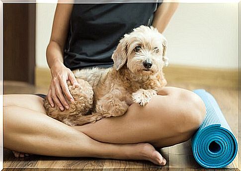 a little yellow dog sitting on a mistress doing yoga