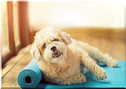 Little dog lying on a yoga mat