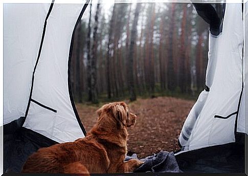 Can I go camping with my dog?