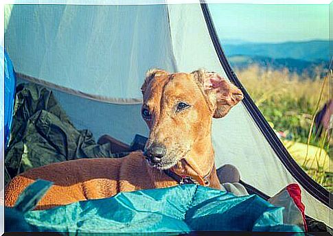 dog in tent