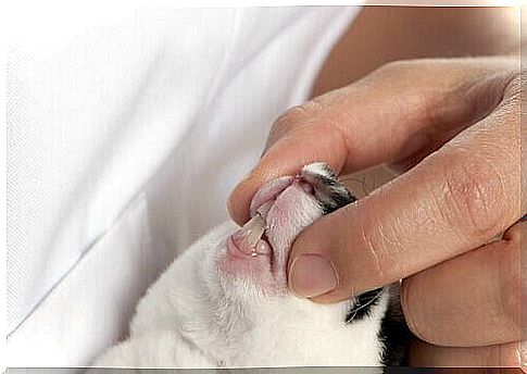 A vet checks a rabbit's teeth.