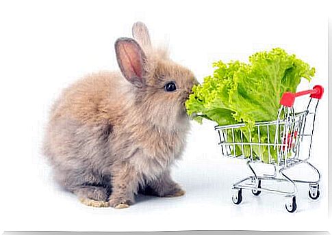 Can rabbits eat bread?  Better the salad.