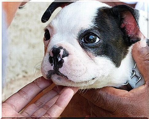 muzzle of puppy dog ​​and master hand