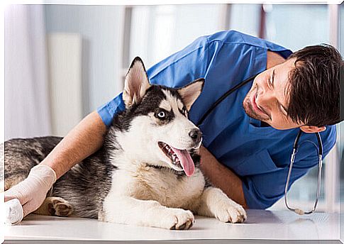 husky at the vet suffers from canine parvo