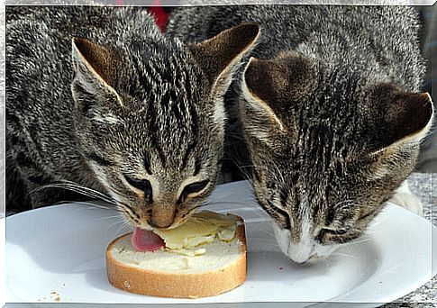 Cats that eat