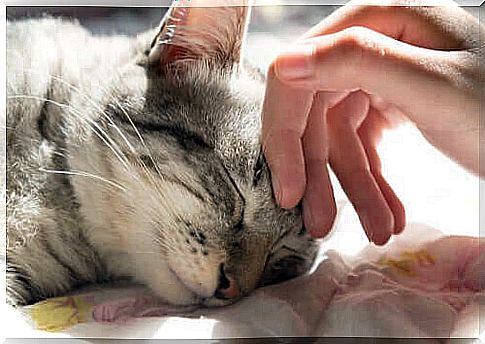 Cat sleeping with owner who caresses him.