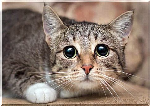 Gaze of a cat with dilated pupils.