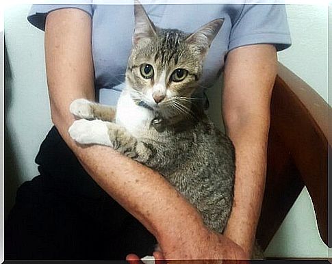 a gray cat on a girl's lap