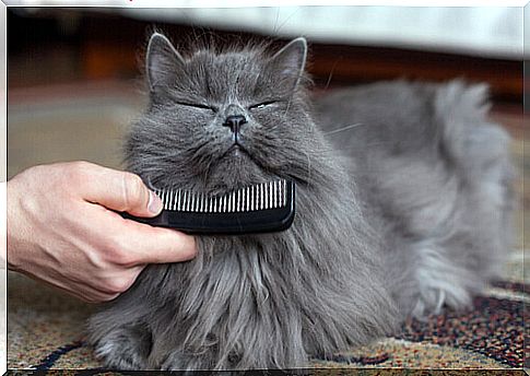 cat comb