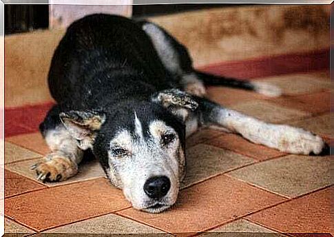 Causes of Muscle Atrophy in Dogs: Senior dog is lying on the floor.