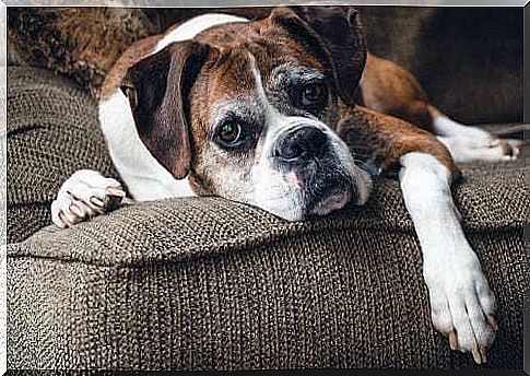 Sick dog is resting on the sofa.