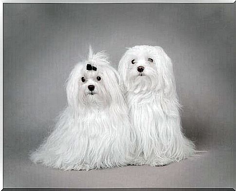 Two examples of Maltese