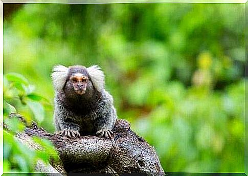 Characteristics and morphology of marmoset monkeys