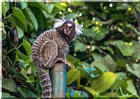 Callicebus monkey