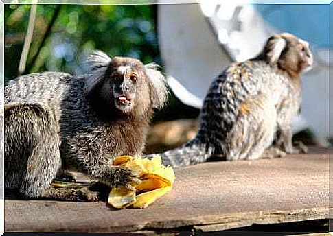 Marmoset monkey diet