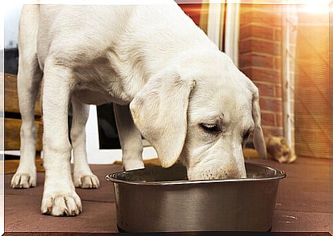 Choose dog food based on size and breed