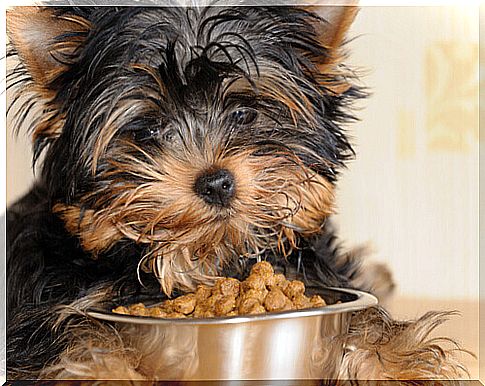 Yorkshire puppy with bowl with kibble