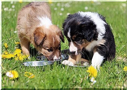 two little dogs eating on the lawn