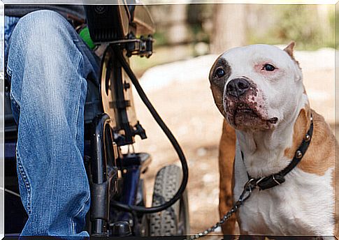 therapy-dogs