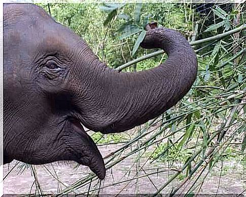 Curiosities about elephants, cute pachyderms