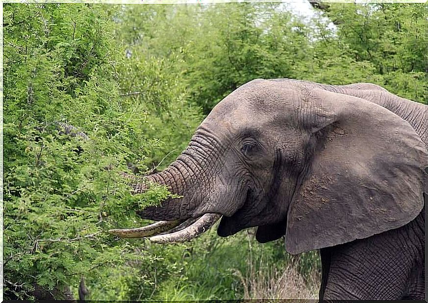 Elephant eating