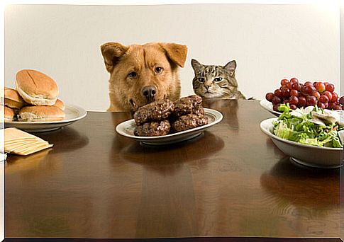 dog-cat-food