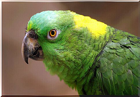 Depression in parrots: causes, symptoms and treatment