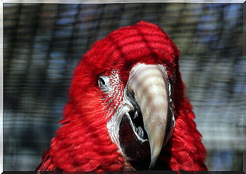 red parrot in the foreground