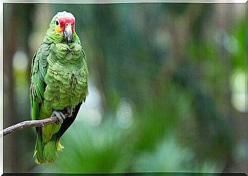 green parrot on a branch 