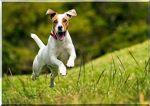 dog-jumping-on-the-lawn