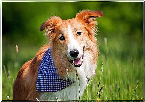 Dog-with-bandana