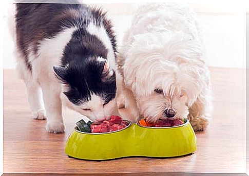 Differences between cat and dog nutrition