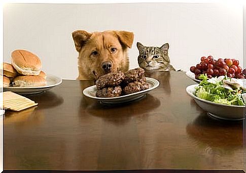 Dog and cat at the table