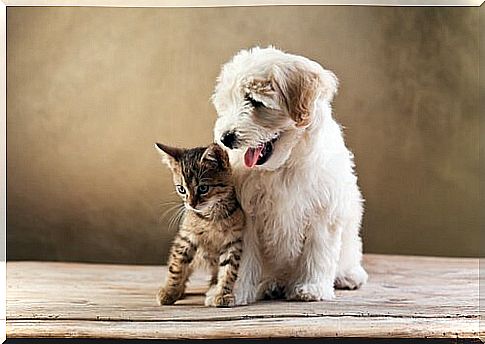 Differences between cats and dogs