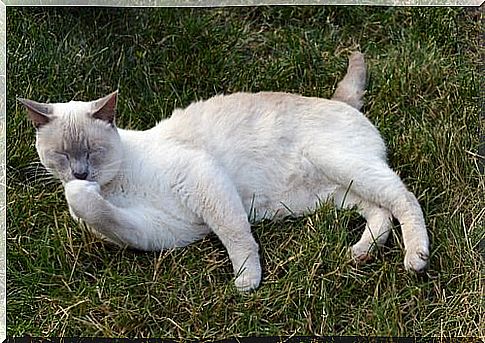 Cat licks his paw