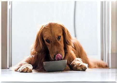 dog eats from the bowl