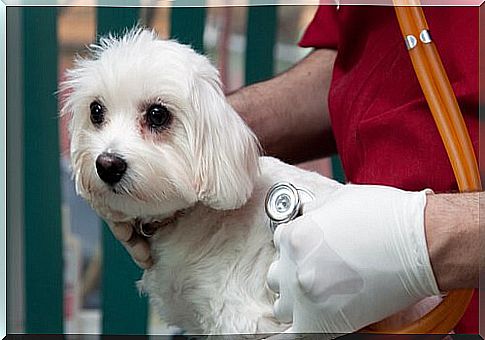 a vet auscultates the heart of a Maltese dog