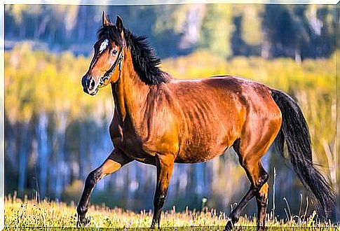 bay horse near the river