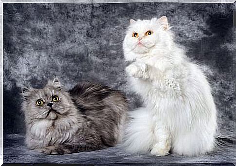 Differences between the Persian cat and the Angora cat