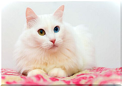 White Turkish Angora cat lying down