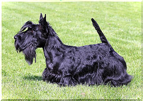 Scottish terrier