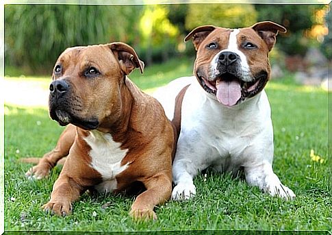 american-pit-bull-terrier