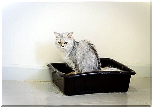 a Persian cat in the litter box