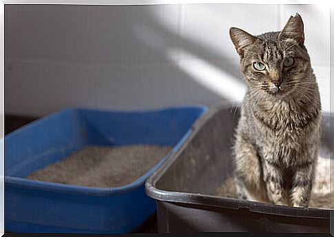 a cat with blue eyes and two litter boxes