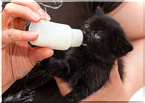 cat-drinking-milk-2